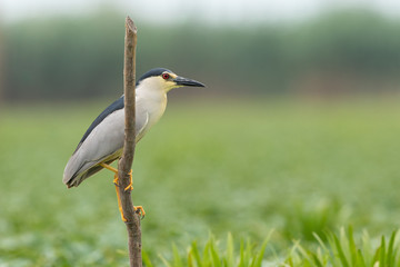 Black-crowned night heron in natural habitat