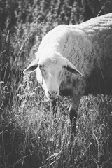 Sheep grazing on a green grass, head closeup. A lamb head portraiture on a grass field. Black and white.