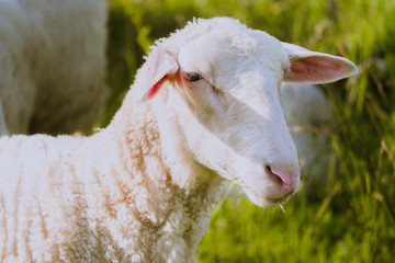 Sheep grazing on a green grass, head closeup. A lamb head portraiture on a grass field.