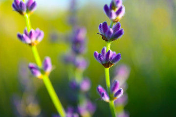 Beautiful violet wild lavender meadow backdrop. A field of purple lavandula herbs blooming in a french provence, macro.