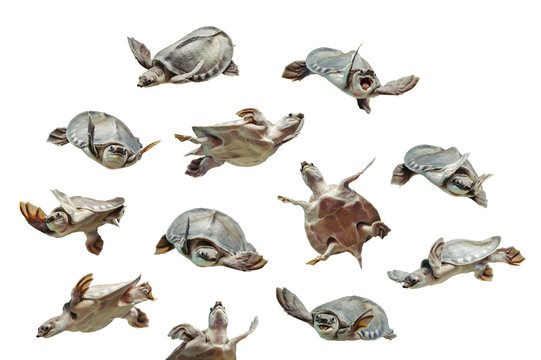 Carettochelys insculpta. Collection of funny turtles on white background. Isolated image of aquatic animal. Merry reptile in different poses close up.