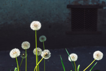 Lush white dandelions grow on background of concrete wall with hatch in shadow with copy space. Beautiful flower near asphalt against of building close up.
