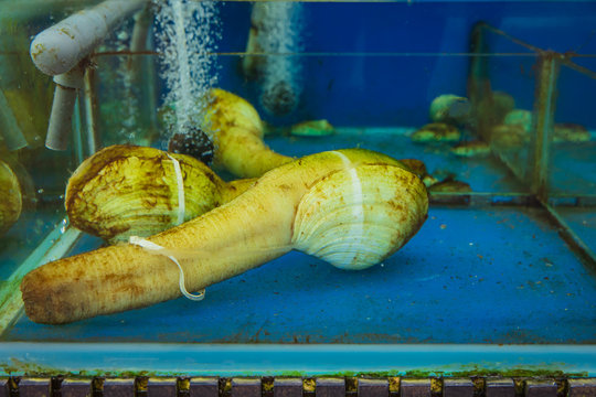 Geoduck is a large clam