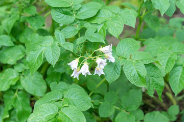 Potato bush blooming with white flowers