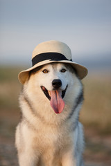 Lovely cheerful happy gray brown-eyed Siberian husky makes faces in a hat against the backdrop of nature and sky. Hazel-eyed dog wearing a hat on a natural background. Smiling dog