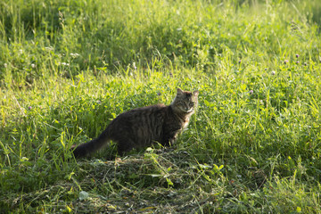 ANIMALS - the cat in the grass