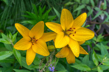 Yellow lily in the garden after the rain