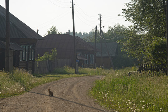 ANIMALS - the cat on the village street