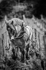 Labour Vineyard with a draft white horse-Saint-Emilion-France