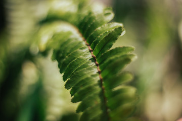 A green plant with bokeh