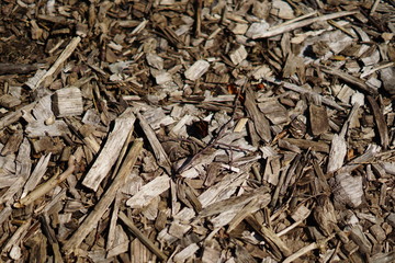 texture of natural dry wood on the ground
