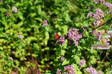 butterfly sitting on beautiful pink flower