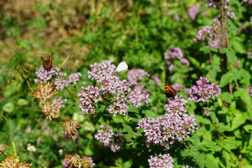 butterfly sitting on beautiful pink flower