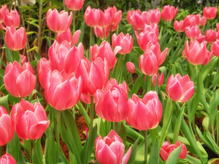 beautiful red tulips flower in tulip field, spring-flowering plant cup-shaped flowers.