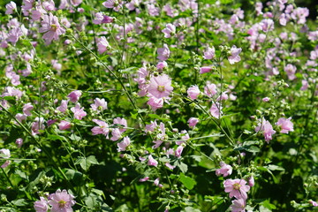 background of beautiful blooming pink flowers