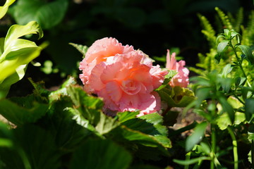 close up of blooming pink begonia flower in the garden 