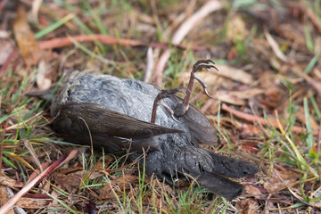 Bird dead with legs upwards and lying on it's back