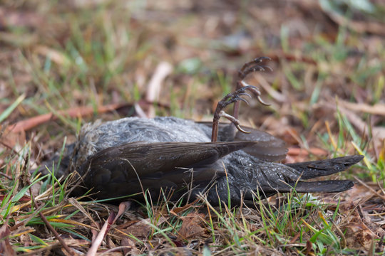 Bird dead with legs upwards and lying on it's back