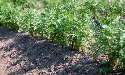 Fototapeta na wymiar Organically grown carrots up close