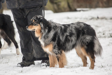 Portrait of Australian Shepherd Dog in Belgium