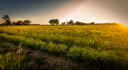 Obraz premium Australian Canola Fields