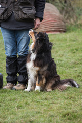 Portrait of Australian Shepherd Dog in Belgium