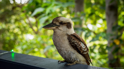 kookaburra