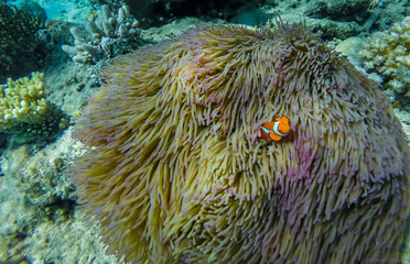 Great Barrier Reef