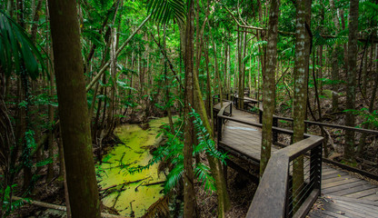 Australia Fraser island Jungle