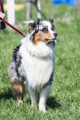 Portrait of Australian Shepherd Dog in Belgium