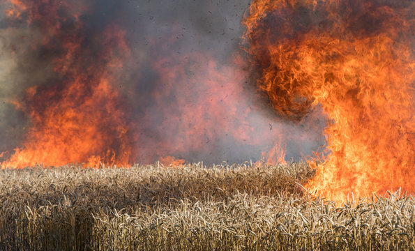 Feldbrand, brennendes Weizenfeld