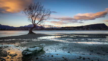 The lonely wanaka tree