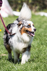 Portrait of Australian Shepherd Dog in Belgium