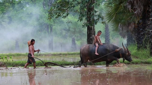 Thailand The family dad and son working plowed in rice field and buffalo.