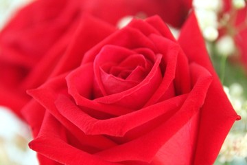 Red roses bouquet - close up