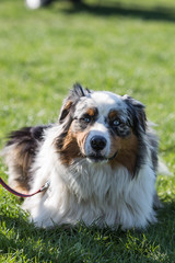 Portrait of Australian Shepherd Dog in Belgium