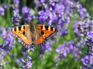 Schmetterling (Kleiner Fuchs) im Lavendel