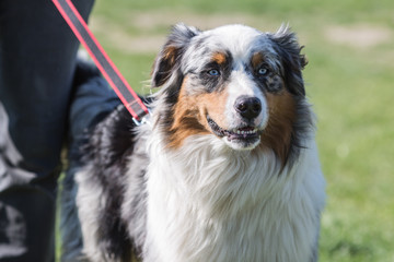 Portrait of Australian Shepherd Dog in Belgium