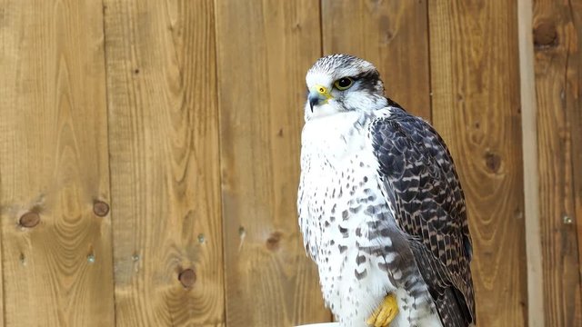 Saker Falcon (Falco cherrug) is a species of predatory birds