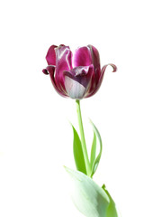 Obraz premium Fresh spring flower Beautiful black tulips.White background Isolated . Selective focus used. Keukenhof