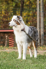 Fototapeta premium Portrait of Australian Shepherd Dog in Belgium