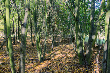 Light deciduous forest with sun spots and clearing
