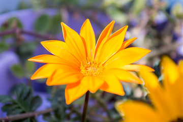 Bright yellow blossom of Osteospermum, close up image of beautiful yellow African daisy flower in garden with blurred background. Cape daisy flower.