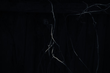 Branches in the dark