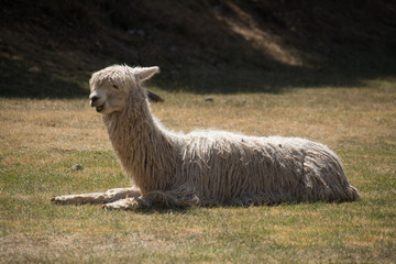 Obraz premium Peru Travel Alpaca