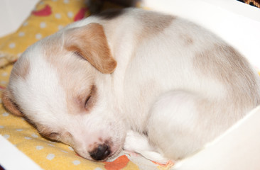Puppy