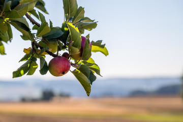 Apfelbaum an einem Kornfeld