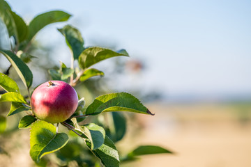 Apfelbaum an einem Kornfeld