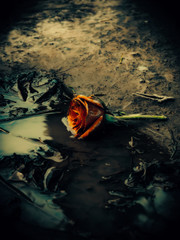 Fototapeta na wymiar Abandoned Rose