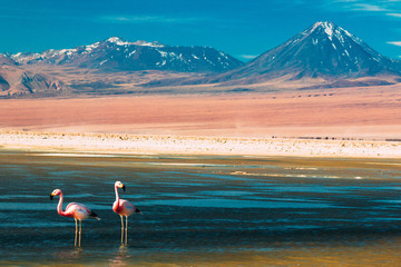 Laguna Chaxa © Danilo